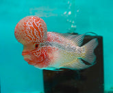 #6 Super Red Dragon Flowerhorn (Super Big Hump Head) size 5"