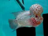 #7 Super Red Dragon Flowerhorn (Super Big Hump Head) Size 4.5"