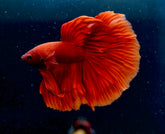 Blood Red Over Halfmoon Tail - Live Aquarium Male Betta Fish