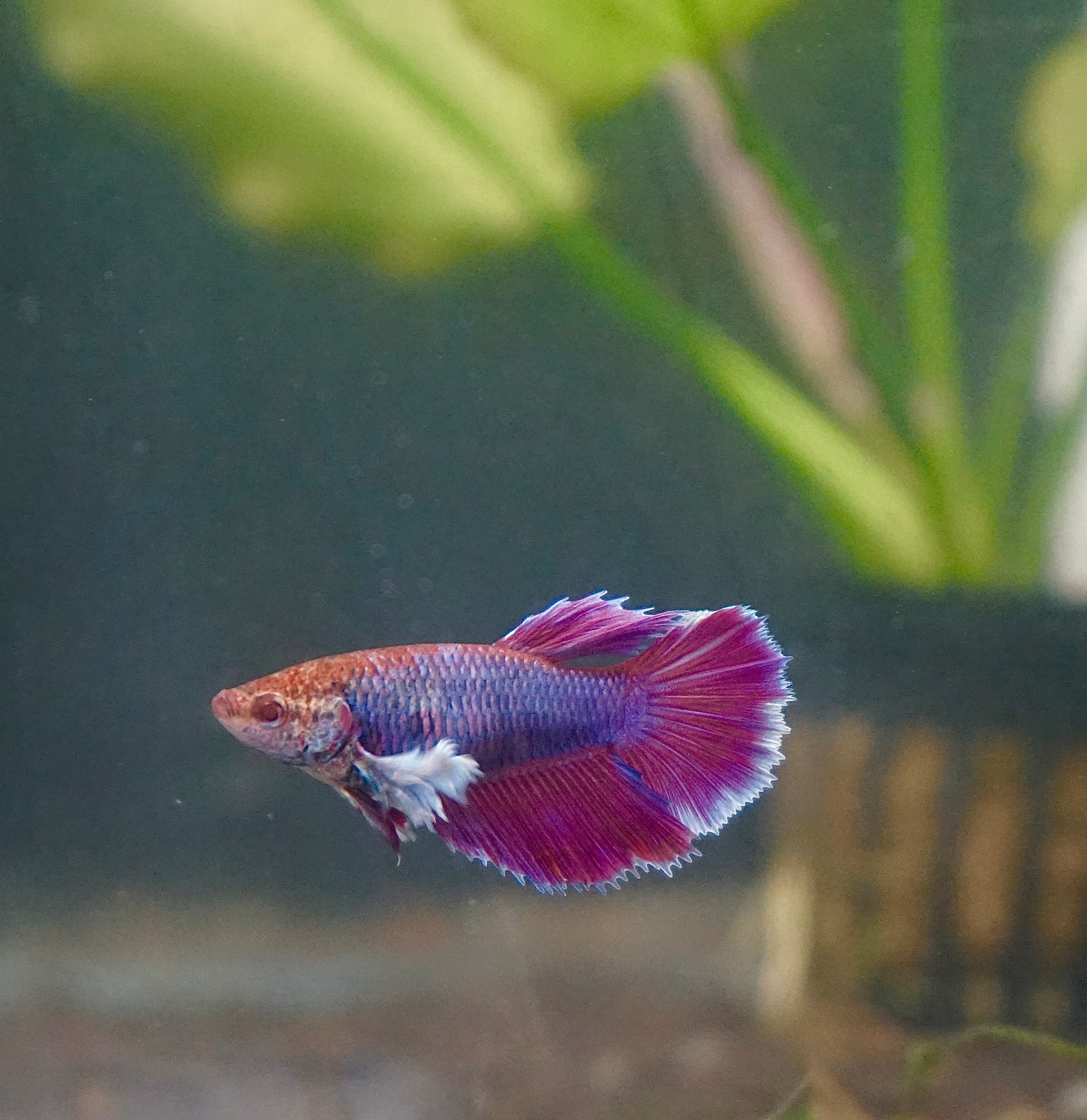 Sorority Mixed Color DUMBO Big Ear Female Halfmoon Betta Fish