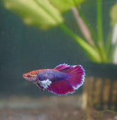 Sorority Mixed Color DUMBO Big Ear Female Halfmoon Betta Fish