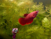 Sorority Mixed Color Female Betta Fish Halfmoon (Red, Copper, Mustard Gas, Dragon Scale)