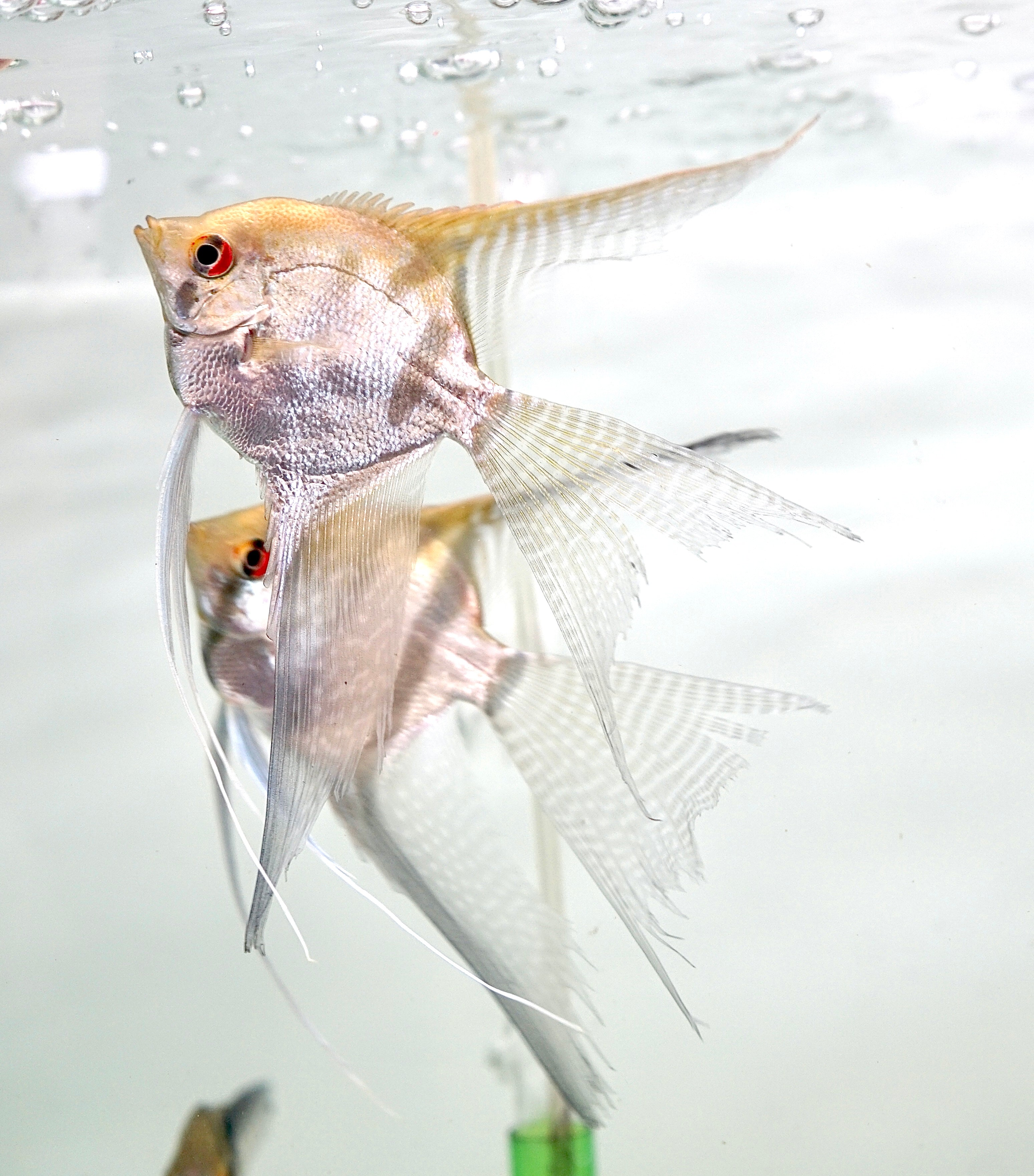 angel fish net Long Veil Tail Angel Fish (Size Large) – Houston Aqua