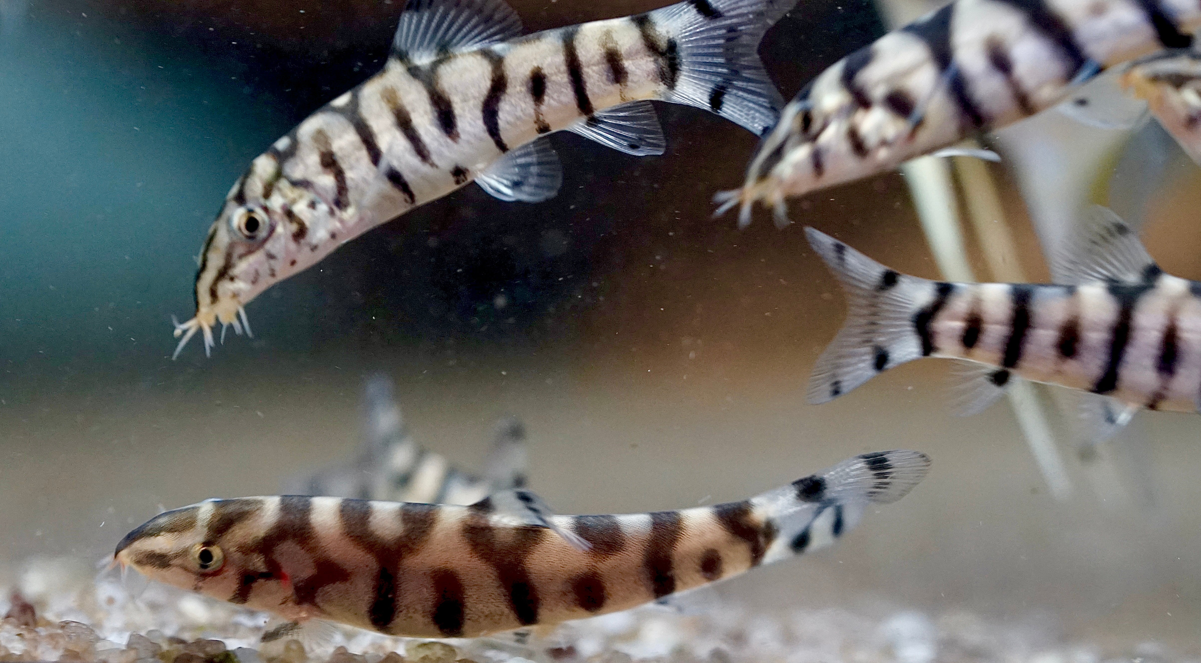 Yoyo Loach (Pakistani Loach) – Houston Aqua