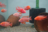 Albino Red Peacock African Cichlid Size 3”