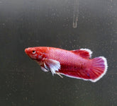 Fancy Lavender Dumbo Female Betta - Live Aquarium  Premium Female Betta Fish
