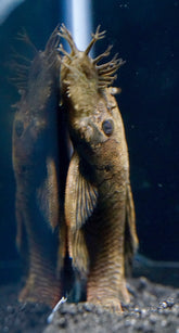 L032 Cucuta Pleco Bush Nose - size 4”