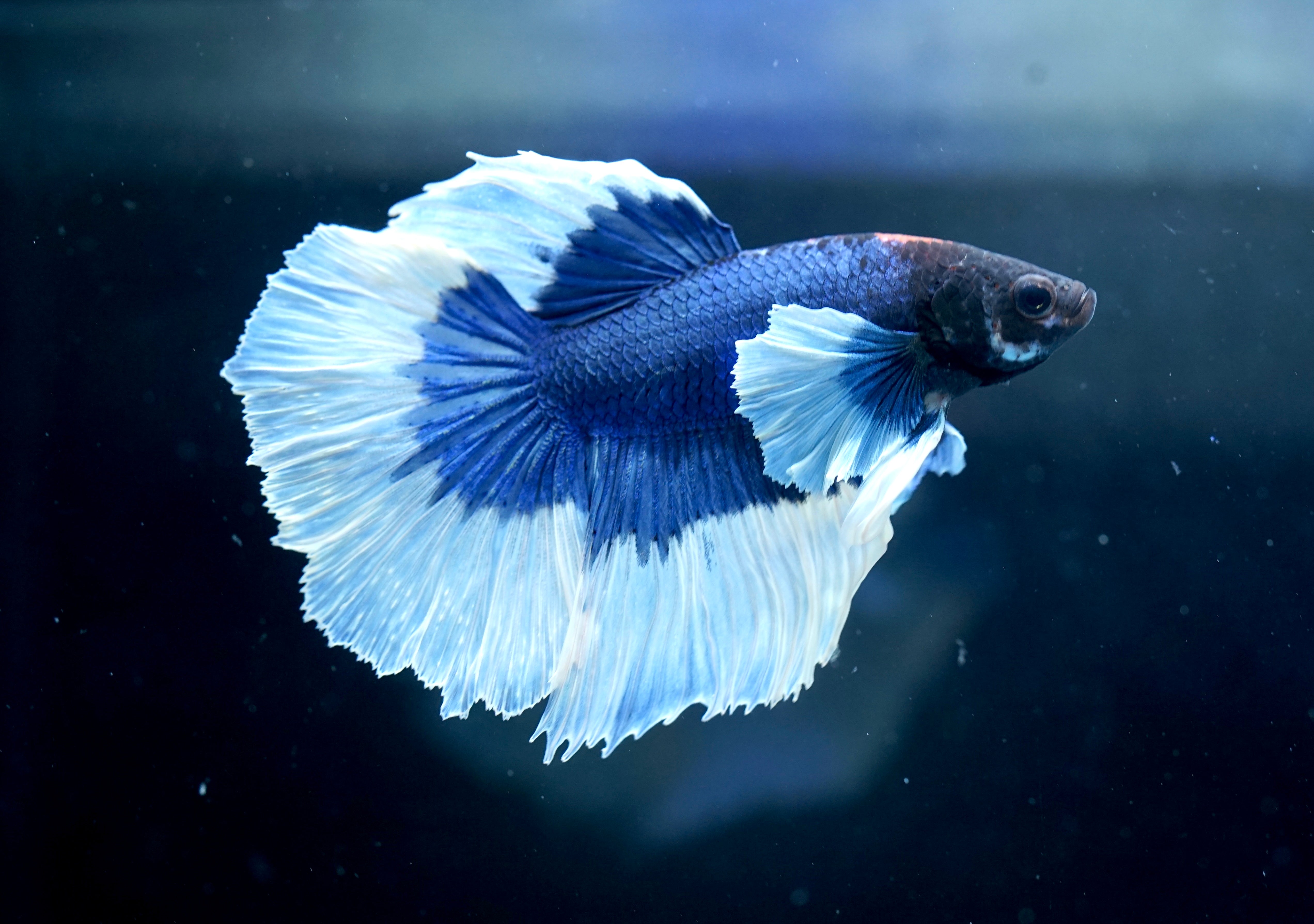 Dumbo Betta Full Moon Betta Fish For Sale Dumbo Elephant Ear Betta