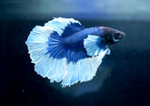 Deep Blue Dumbo Halfmoon - Live Aquarium Male Betta Fish