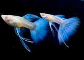 Angel Blue Topaz Ribbon Fancy Guppy (Albino Red Eyes) Guppy