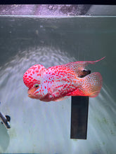 #2 VIP Thick Pearl Golden Base Red Kamfa F2 Flowerhorn size 6” Premium VIP Collection Grade (High-End Flowerhorn)