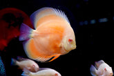 Albino Yellow High Body Discus size 4.5β Premium Grade Discus