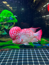 VIP Super Golden Base Kamfa F2 Flowerhorn size 6β Premium VIP Collection Grade (High-End Flowerhorn)