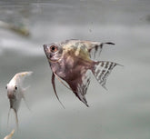 Blue Smoke Angel size 3.5”