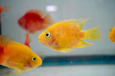 Gold Parrot Cichlid - Size 3”