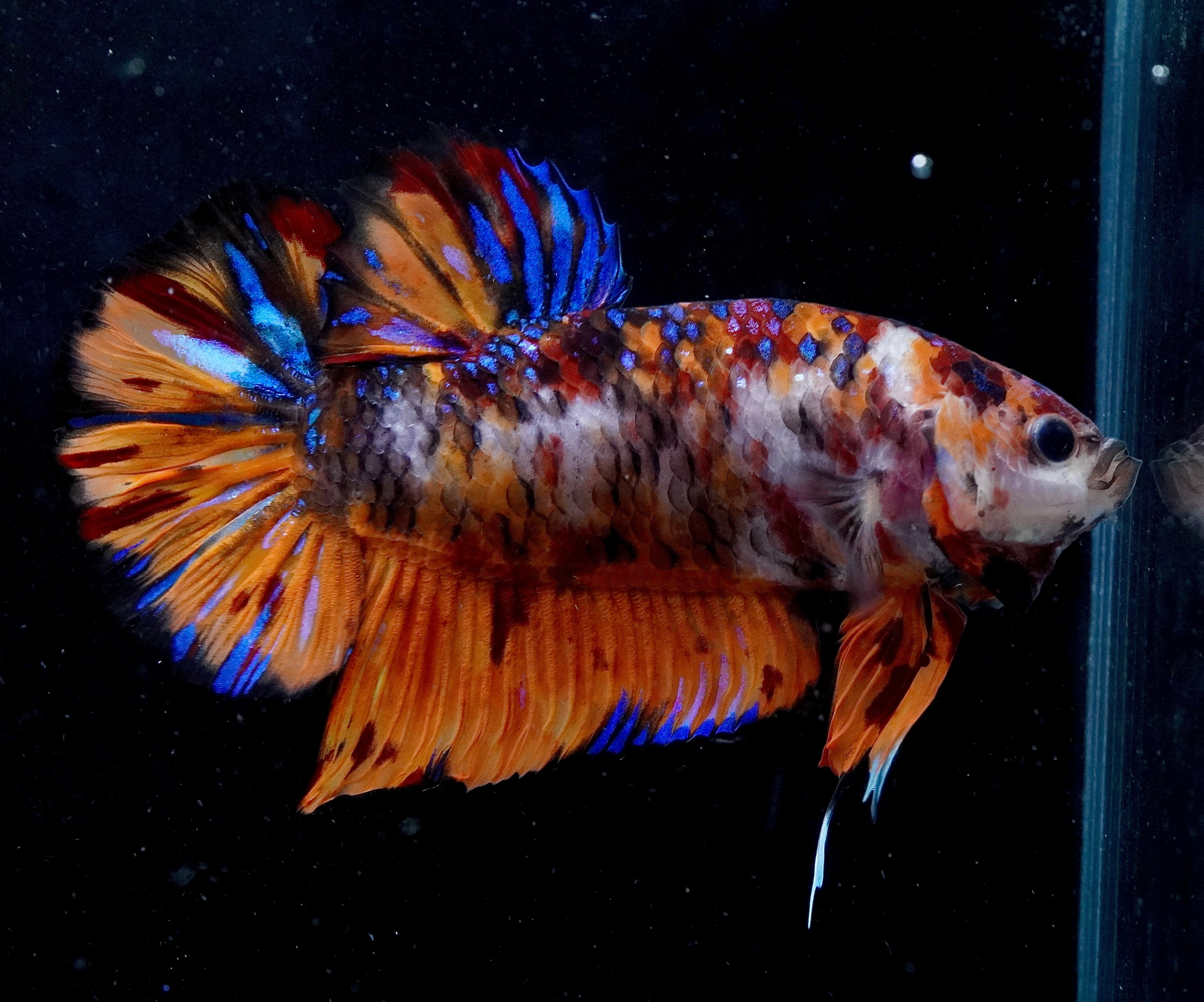 (New Arrival) REAL GIANT KING Candy Tiger Nemo Koi -Male Plakat