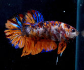 #2 (New Arrival) REAL GIANT KING Candy Tiger Nemo Koi -Male Plakat Betta Fish - High Quality Live Aquarium Male Betta Fish