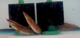 Fire Eel JUMPO size 12-14"