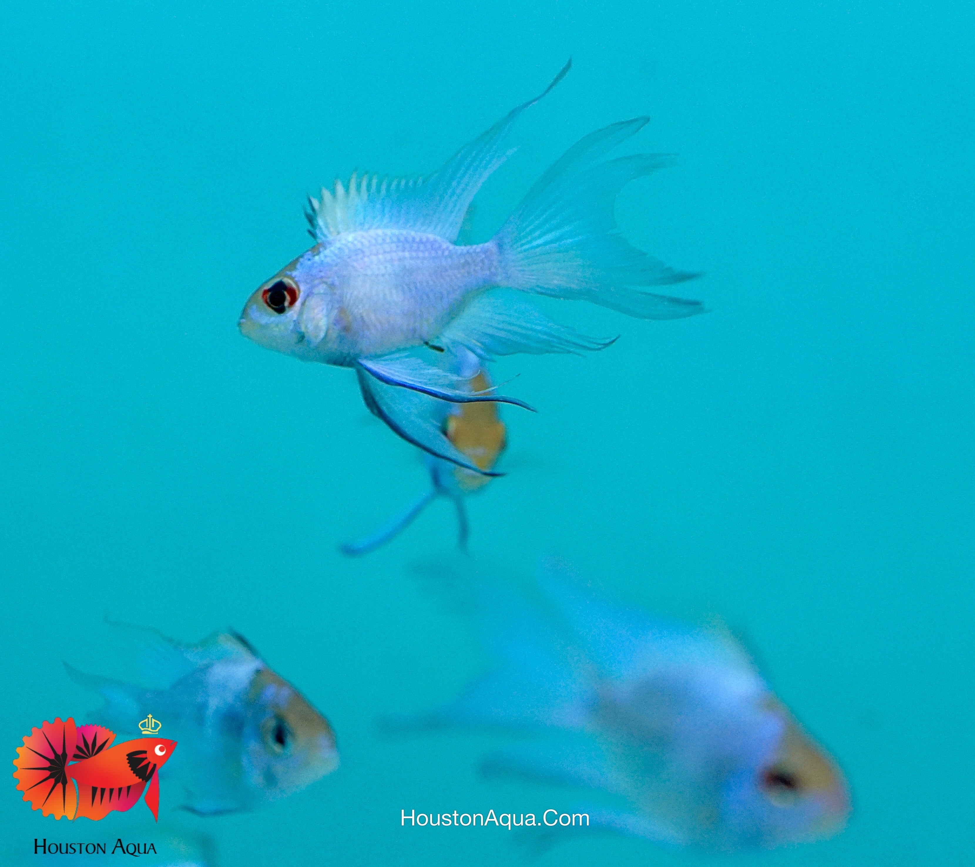 Blue Ram Cichlid With Angelfish