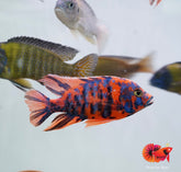 Super Red Base O.B Peacock African Cichlid Size 4.5”