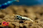 Black Galaxy and BOA MIXED Caridina Shrimp - Grade SSS++