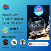 Nano Aquascape Mix Colorful Shrimps Tank 5 Gallon