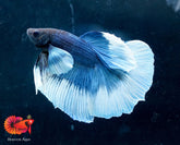 Blue Dumbo Butterfly Over Halfmoon Big Fan Tail - Live Male Betta Fish