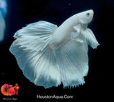 Dumbo Platinum Pearl White Over Halfmoon Live Male Betta Fish