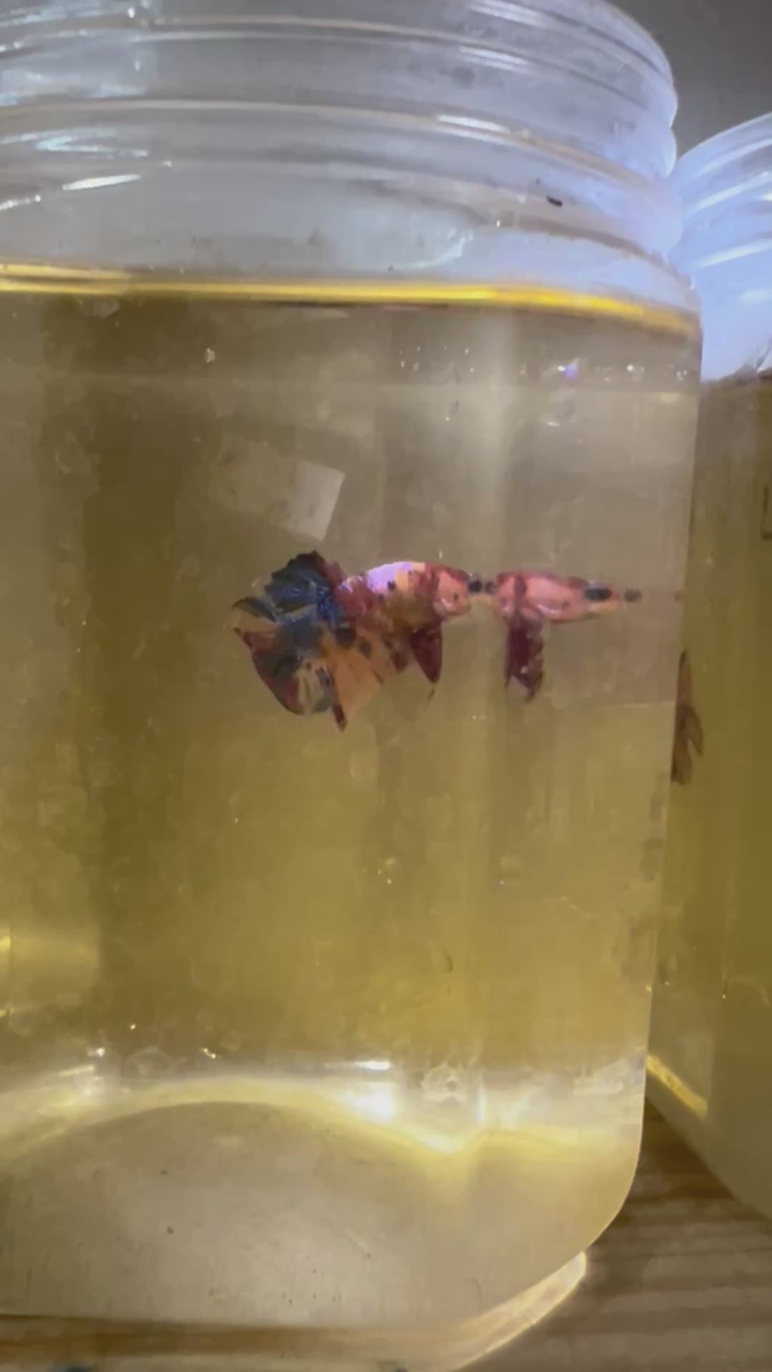 #11 (New Arrival) Yellow Tiger Galaxy Koi Star Tail Plakat Betta Fish - High Quality Live Aquarium Male Betta Fish