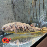 MBU Puffer Size 14”