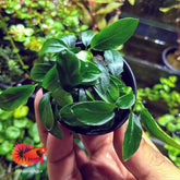 Anubias Nana Paxing Compact