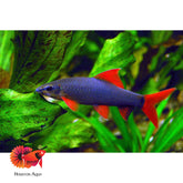 Rainbow Shark
