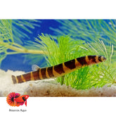 Kuhlii Loach Fish