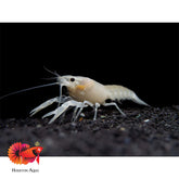 Electric White Lobster - Rare in Houston Aqua