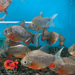 Red Belly Pacu 6''
