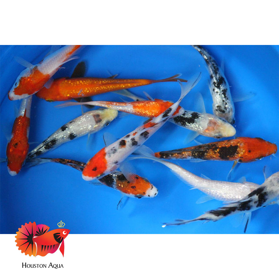 Standard Koi 3” – Houston Aqua