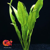 Echinodorus Peruensis