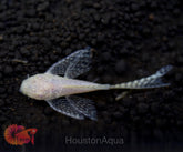 Albino Longfin Pleco