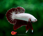 Red Platium Dragon Over Halfmoon Plakat