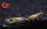 Orange Rili Neocaridina Shrimp - Grade SSS++