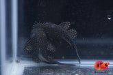 L183 - Starlight Bristlenose Pleco size 2.5”
