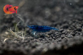 Blue Dream Neocaridina Shrimp - Grade SSS++