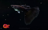 Full Black Guppy