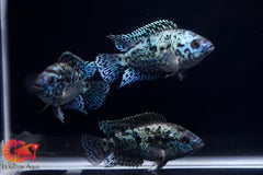 Electric Blue Jack Dempsey Cichlid Live Fish (Size 1.2)