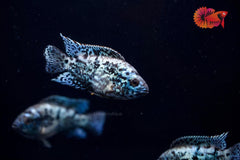 Electric Blue Jack Dempsey Cichlid Live Fish (Size 1.2)