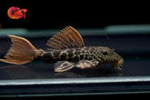 L600 - Leopard Cactus Pleco size 1.8”