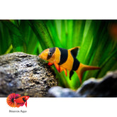 Clown Loach Size 3”