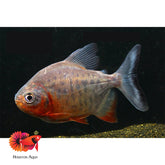 Red Belly Pacu size 3”