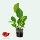 Echinodorus Horizontalis