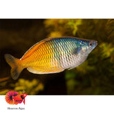 Rainbow Boesemani Size 3” (All Male)
